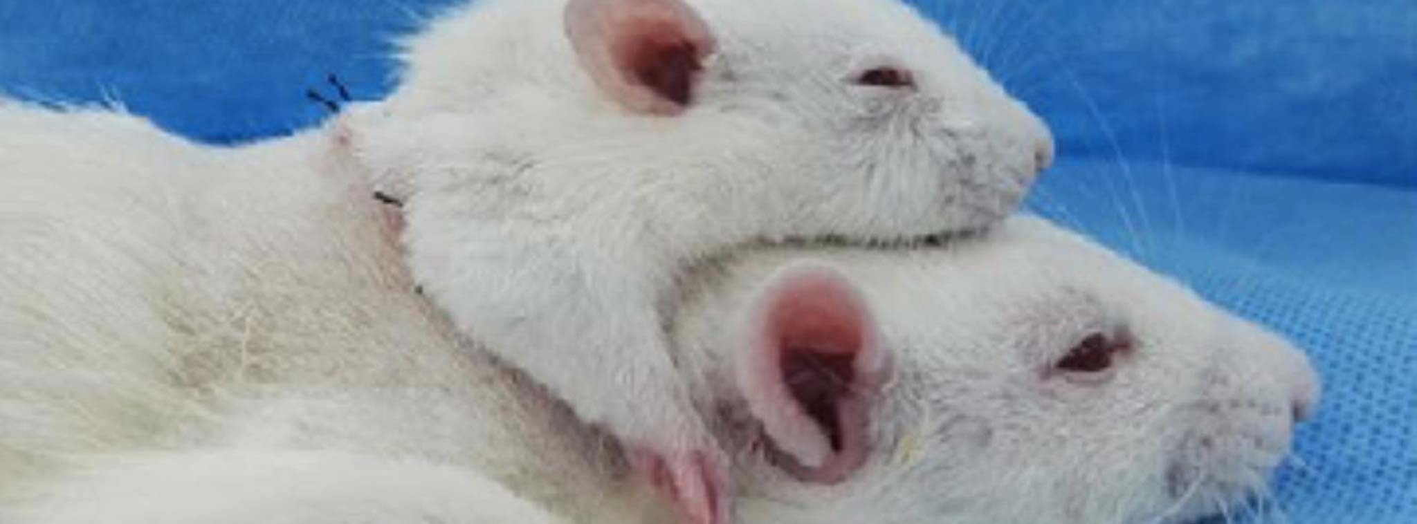 Ghép thành công đầu chuột này sang chuột khác, não vẫn an toàn, có thể áp dụng cho người?